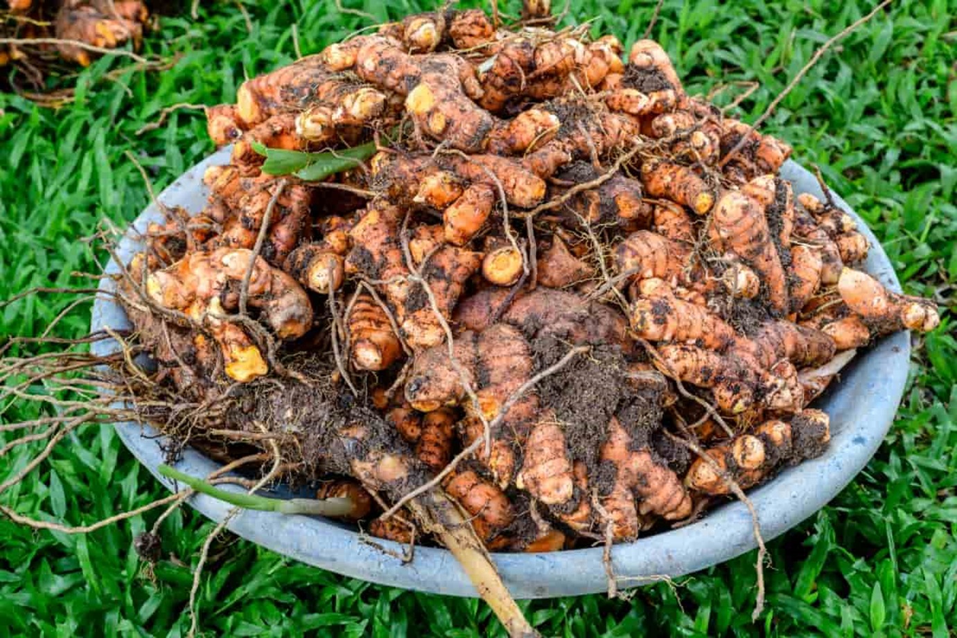 Fresh Turmeric